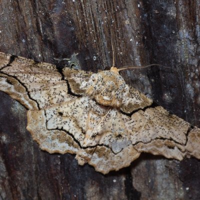 Biston bengaliaria (-), TH, Khao Sok