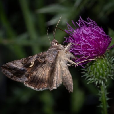 Autographa gamma (kovolesklec gama), PP Augšperský potok