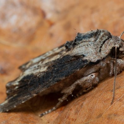 Egira conspicillaris (můra trávová), PP Kavky