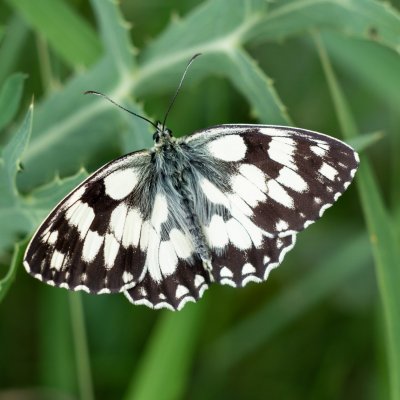Melanargia galathea (okáč bojínkový), Hády