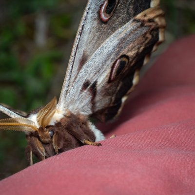 Saturnia pyri (martináč hrušňový), Hády