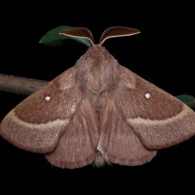 Lasiocampa trifolii (bourovec jetelový), NPP Váté písky