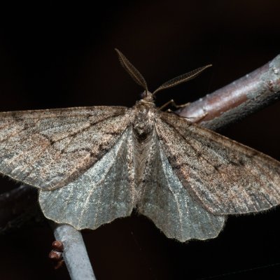 Agriopis bajaria (tmavoskvrnáč třešňový), PR Kamenný vrch