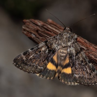 Catocala nymphagoga (stužkonoska žlutá), PR Svatý kopeček