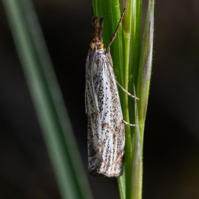 Thisanotia chrysonuchella (travařík kostřavový), AT, Kreuzberg