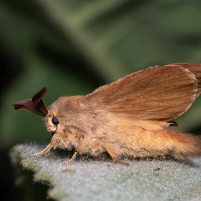 Macrothylacia rubi (bourovec ostružiníkový), Zbýšovská halda