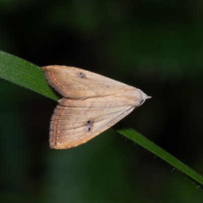 Rivula sericealis (trávnička luční), Kobylí