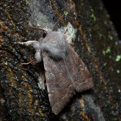 Orthosia incerta (jarnice březnová), Žebětín