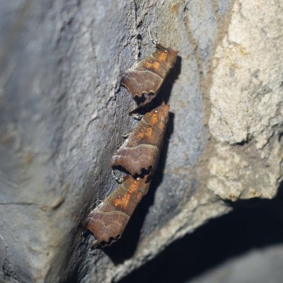 Scoliopteryx libatrix (sklepnice obecná), Suchý žleb