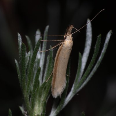 Pleurota pyropella (-), NPP Stránská skála