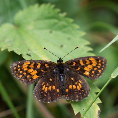 Melitaea athalia (hnědásek jitrocelový), Hvízdalka, Omice