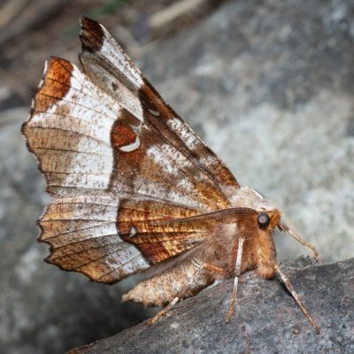 Selenia tetralunaria (zejkovec čtyřměsíčný), Lysá hora u Ochozu