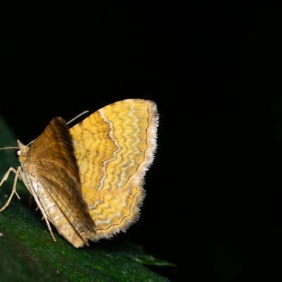 Camptogramma bilineatum (píďalka kopřivová), Žebětín
