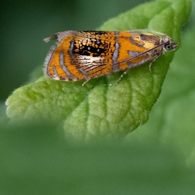 Olethreutes arcuella (obaleč zdobený), PP Černice