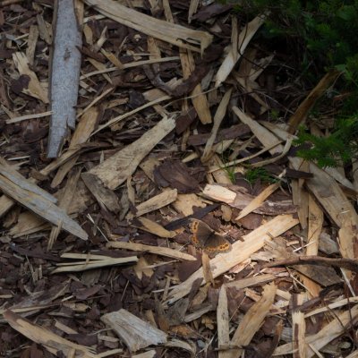 okáč, SLO, Martuljška Bistrica