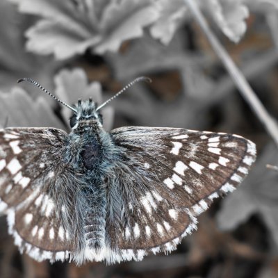 Pyrgus carthami (soumračník proskurníkový), PR Biskoupský kopec