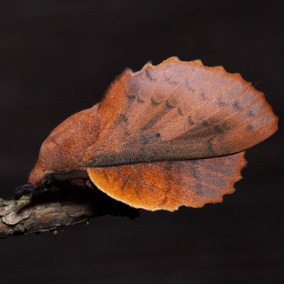 Gastropacha quercifolia (bourovec ovocný), SK, Štôla
