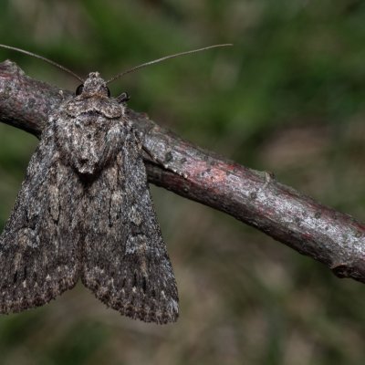 Dichagyris forcipula (osenice šedokřídlá), PR Svatý kopeček