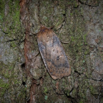 Conistra vaccinii (zimovnice brusnicová), Žebětín