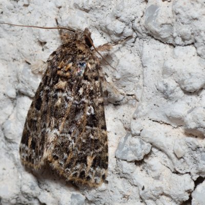 Callopistria latreillei (-), HR, Jablanac