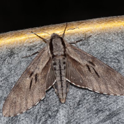 Sphinx pinastri (lišaj borový), Hády - lesní lom