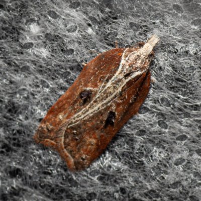 Acleris cristana (-), Hády - odkaliště
