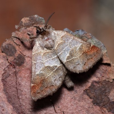 Clostera pigra (vztyčnořitka osiková), Devět křížů