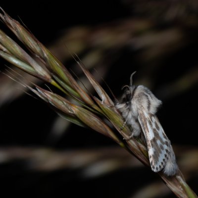 Dyspessa ulula (drvopleň cibulový), NPP Stránská skála