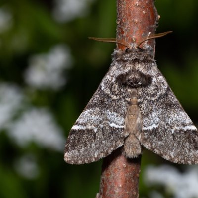 Drymonia dodonaea (hřbetozubec hnědý), Hády