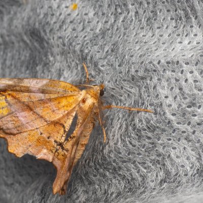 Apeira syringaria (zejkovec šeříkový), NPP Pouzdřanská step - Kolby