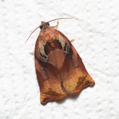 Archips podana (obaleč zahradní), PR Kamenný vrch