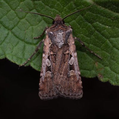 Euxoa obelisca (osenice stepní), NPP Váté písky