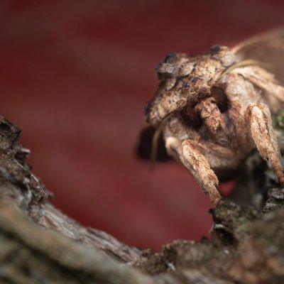 Lithophane semibrunnea (dřevobarvec hnědý), PP Kamenice u Hlohovce