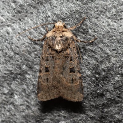 Chersotis multangula (osenice mnohoskvrnná), Lysá hora u Ochozu