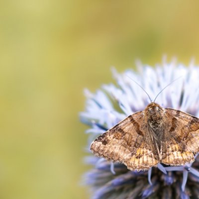 Euclidia glyphica (jetelovka hnědá), Kývalka