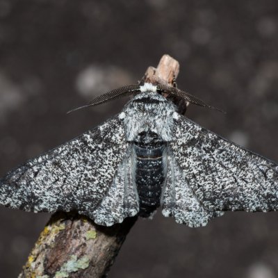 Biston betularia (drsnokřídlec březový), PR Svatý kopeček