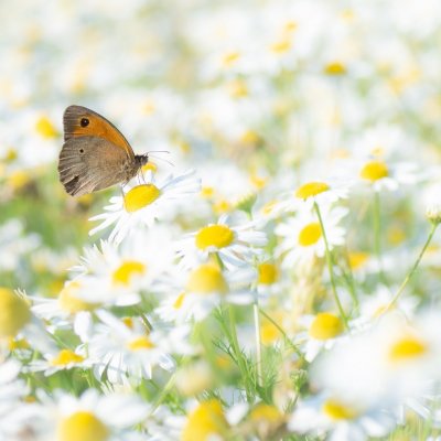 Maniola jurtina (okáč luční), Podkomorská myslivna