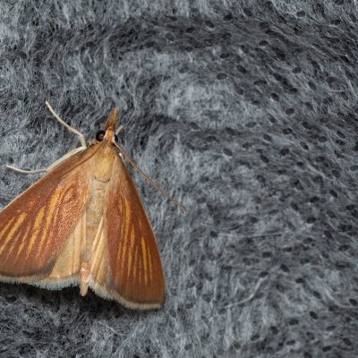 Nascia cilialis (-), PP Střelická bažinka