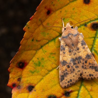 Xanthia gilvago (zlatokřídlec jilmový), Hády - odkaliště