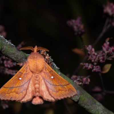Odonestis pruni (bourovec švestkový), PP Na cvičišti