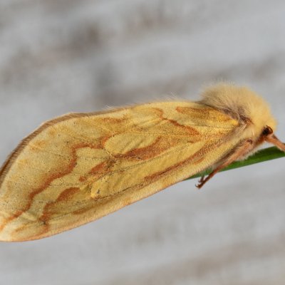 Hepialus humuli (hrotnokřídlec chmelový), SK, Štôla