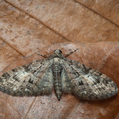 Eupithecia abbreviata (píďalička jarní), Kývalka