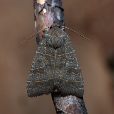 Ipimorpha subtusa (blýskavka topolová), Říčky