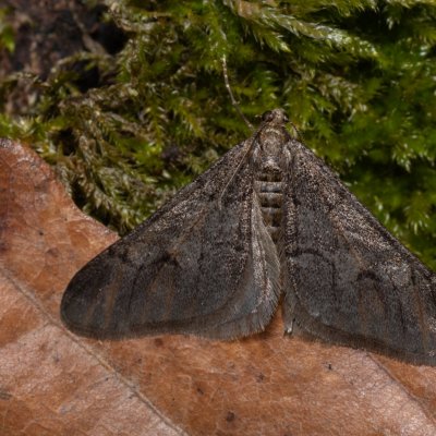 Agriopis leucophaearia (tmavoskvrnáč dubový), Kamenný vrch