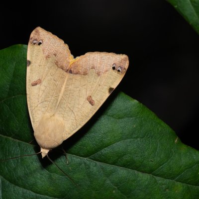 Ophiusa tirhaca (hnědopáska pistáciová), HR, Jablanac
