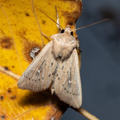 Leucania obsoleta (plavokřídlec pobřežní), Hrabětice