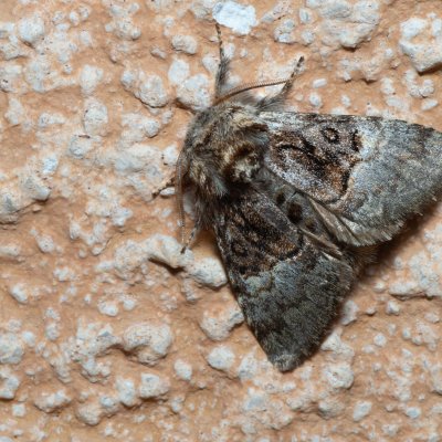 Colocasia coryli (běloskvrnka lísková), IT, Kuens, Jižní Tyrolsko