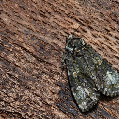 Craniophora ligustri (šípověnka jasanová), Hády - Ruženin lom