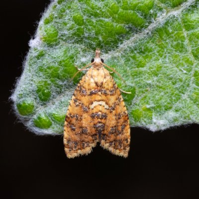 Pseudargyrotoza conwagana (-), NPP Červený kopec