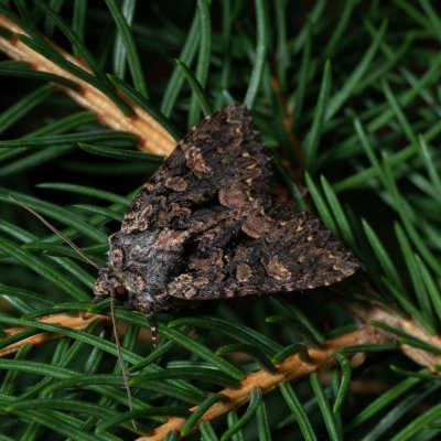 Mniotype satura (pestroskvrnka zimolezová), Žebětín